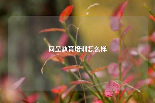 同呈教育培训怎么样